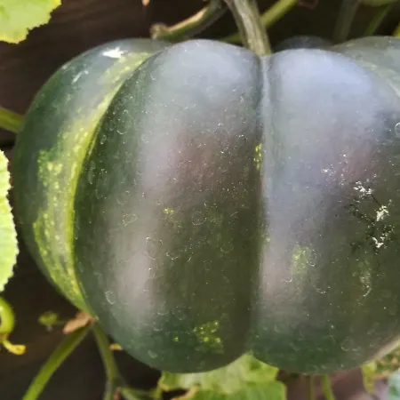 Landgasthof Zur Fichte Hotel Bärenstein