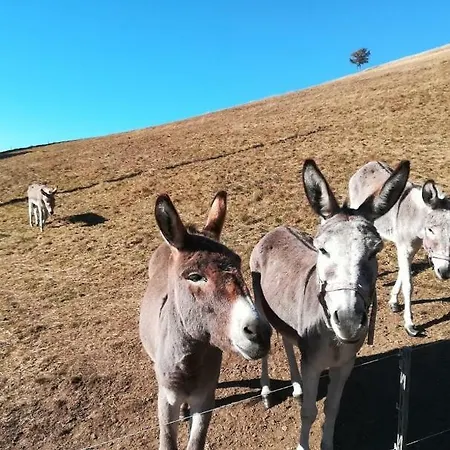 Landgasthof Zur Fichte מלון