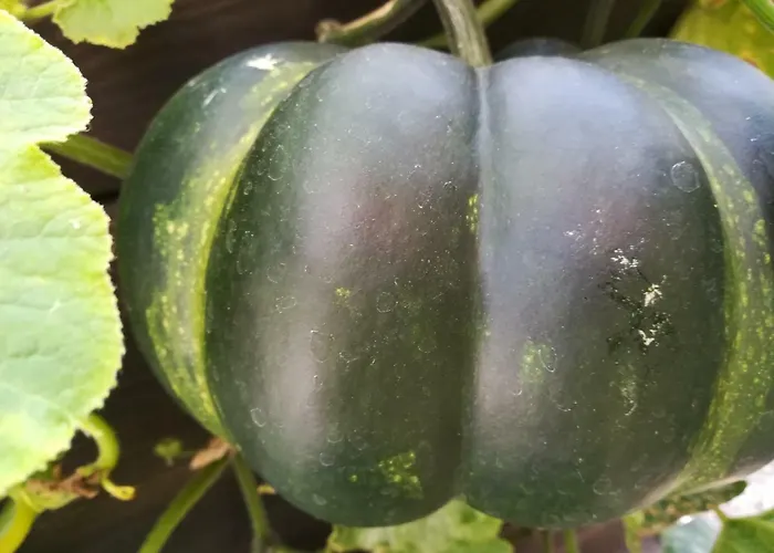 Landgasthof Zur Fichte Hotel Barenstein