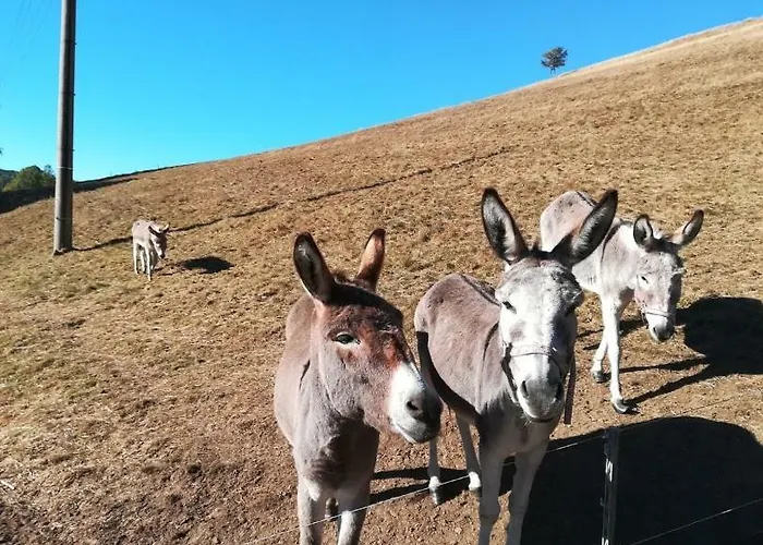 Landgasthof Zur Fichte Hotel
